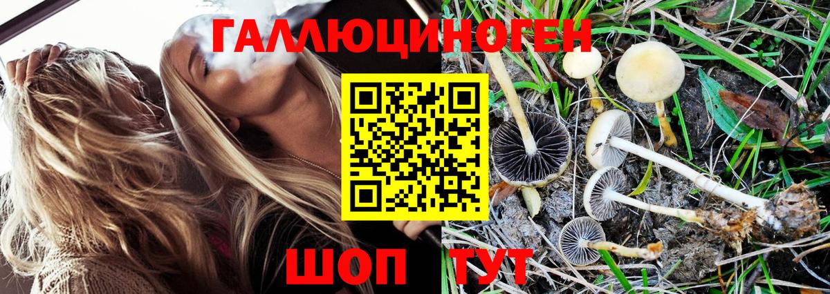 Галлюциногенные грибы Psilocybe Арсеньев